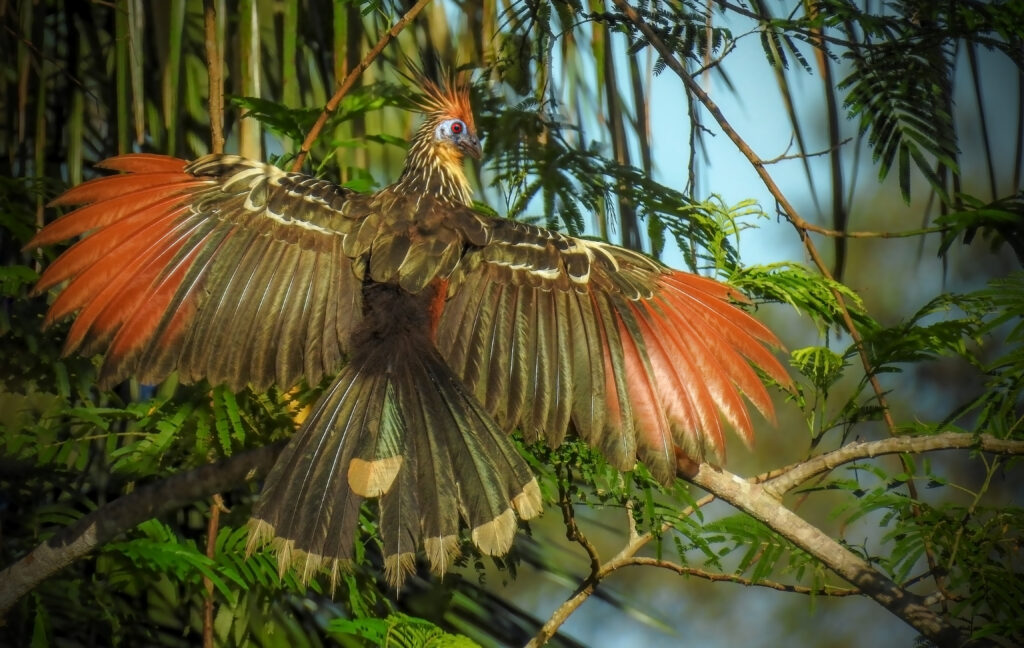 Elaborate bird perched on branch, displaying vibrant orange and brown feathers. Surrounded by green foliage, sunlight enhances its striking plumage.