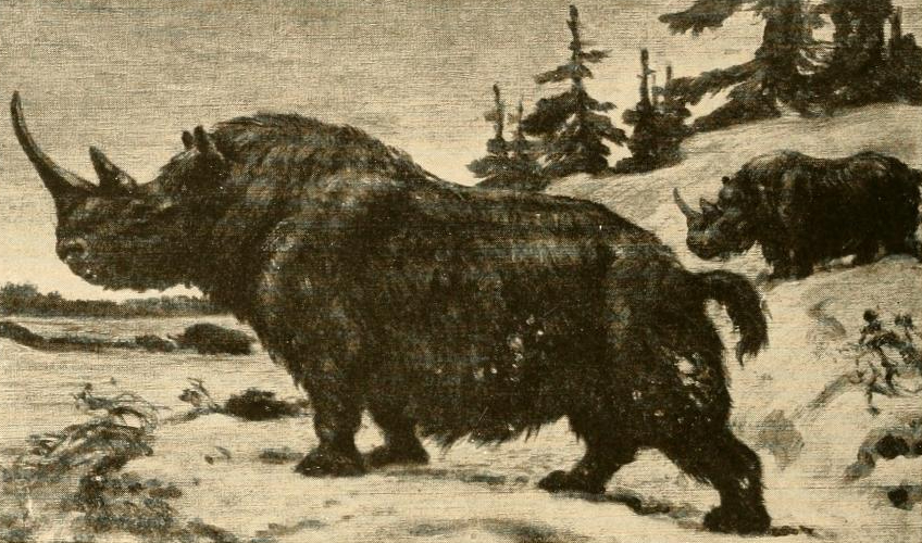 Vintage illustration of two woolly rhinoceroses in a snowy landscape with trees. The scene evokes a prehistoric, serene, and natural atmosphere.