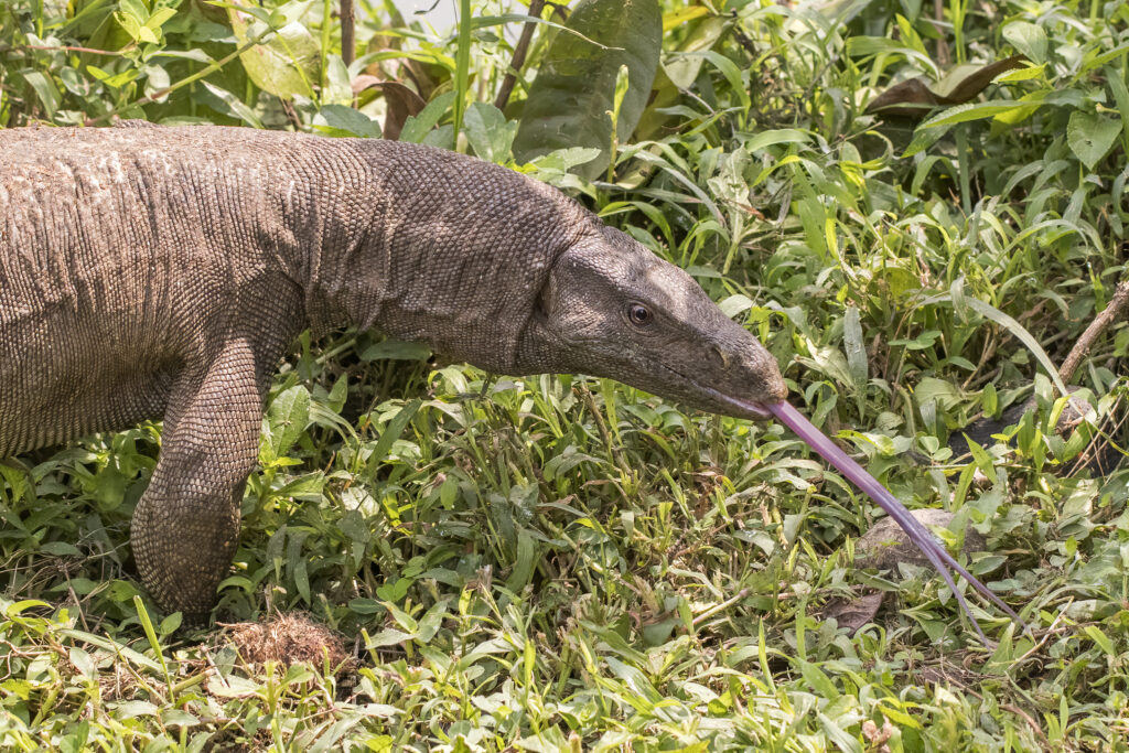 A Komodo dragon crawls through lush green grass, its forked tongue extended. The textured skin and focused gaze suggest alertness and curiosity.
