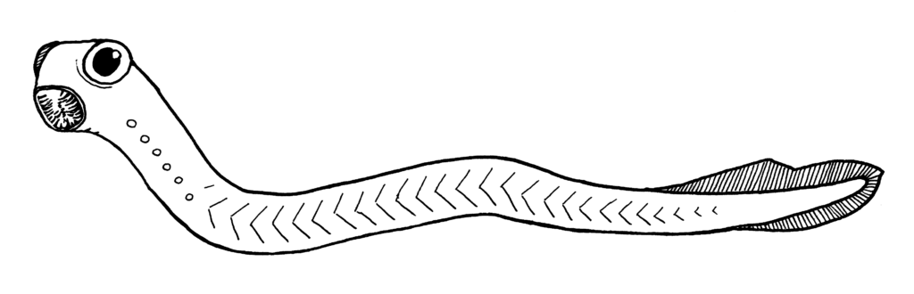 Black and white illustration of a lamprey eel, featuring a round mouth with teeth, a single large eye, and a long, slender body with wavy lines.