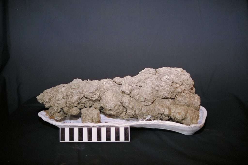 Large, rough brown rock on white display stand against a dark background, with a black-and-white scale bar in the foreground.