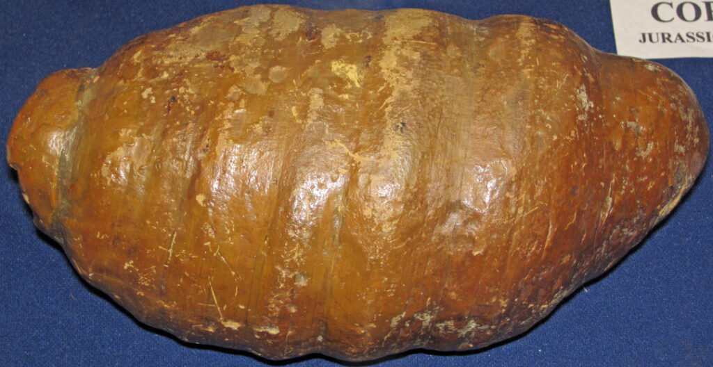 A large, brown, fossilized dinosaur coprolite with a rough texture and ridges, displayed on a blue background, conveys a historic and scientific tone.