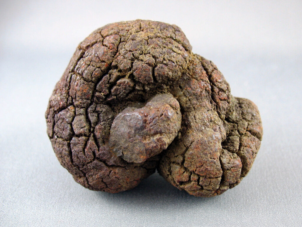 A rugged, textured rock with an irregular shape and brownish hue, resembling ancient, weathered wood, set against a soft gray background.