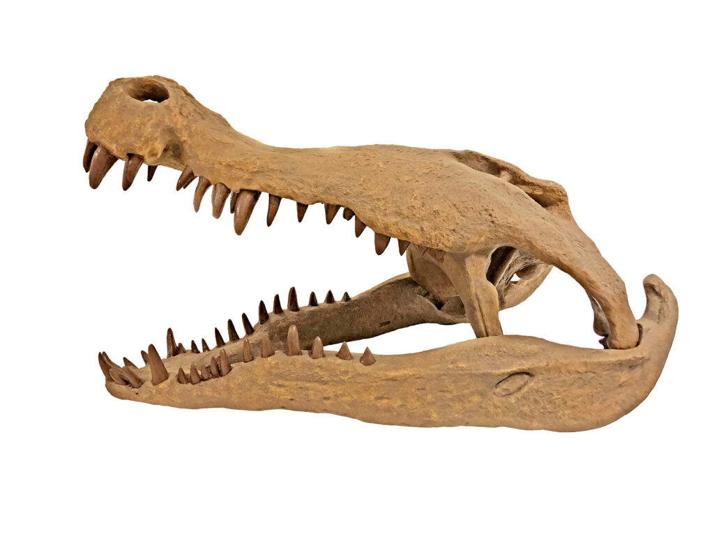 A large, open-mouthed fossilized dinosaur skull with sharp teeth is displayed against a plain white background, showcasing the prehistoric predator's features.