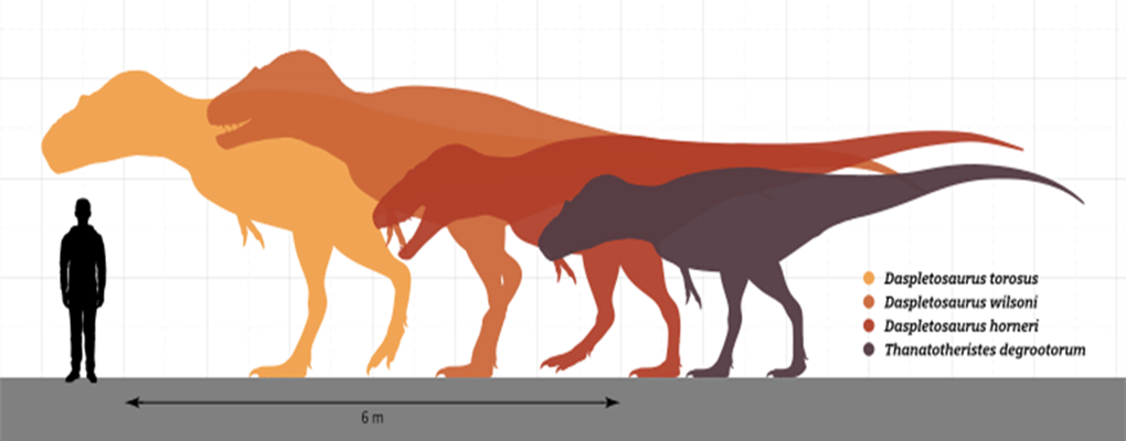 Daspletosaurus Physical Characteristics and Size
