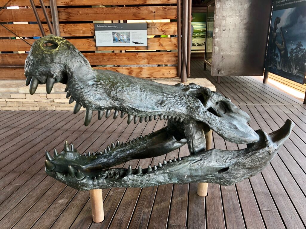A large, detailed Deinosuchus skull exhibit rests on wooden posts. Its massive jaws and serrated teeth create a fierce and dramatic display.