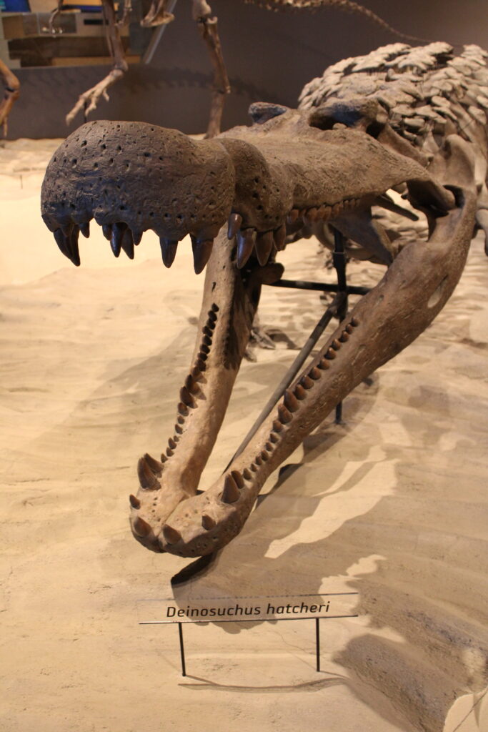 Close-up of a Deinosuchus hatcheri fossil display. The large, open jaws reveal sharp teeth, showcasing its powerful, prehistoric appearance in a museum setting.