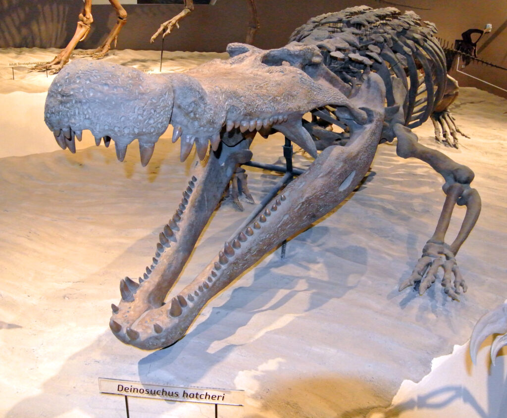 Skeleton of Deinosuchus hatcheri in a museum exhibit. The large prehistoric crocodile has its mouth open wide, showcasing sharp teeth.