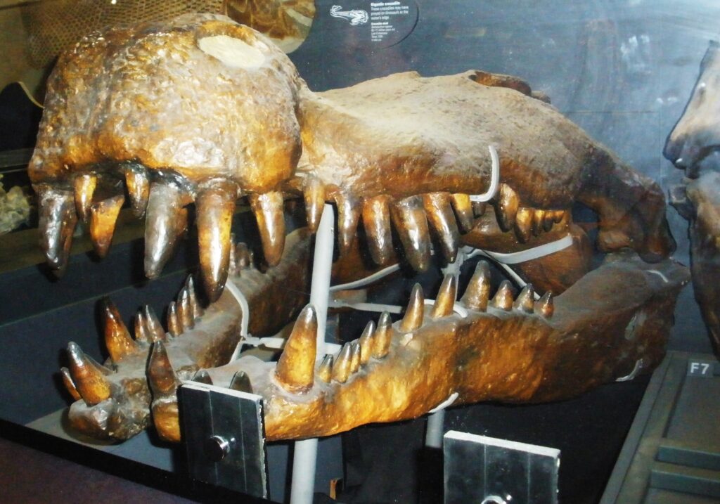 Close-up of large dinosaur fossil skull with sharp teeth on display in a museum exhibit. The textured brown bones convey a sense of ancient history.