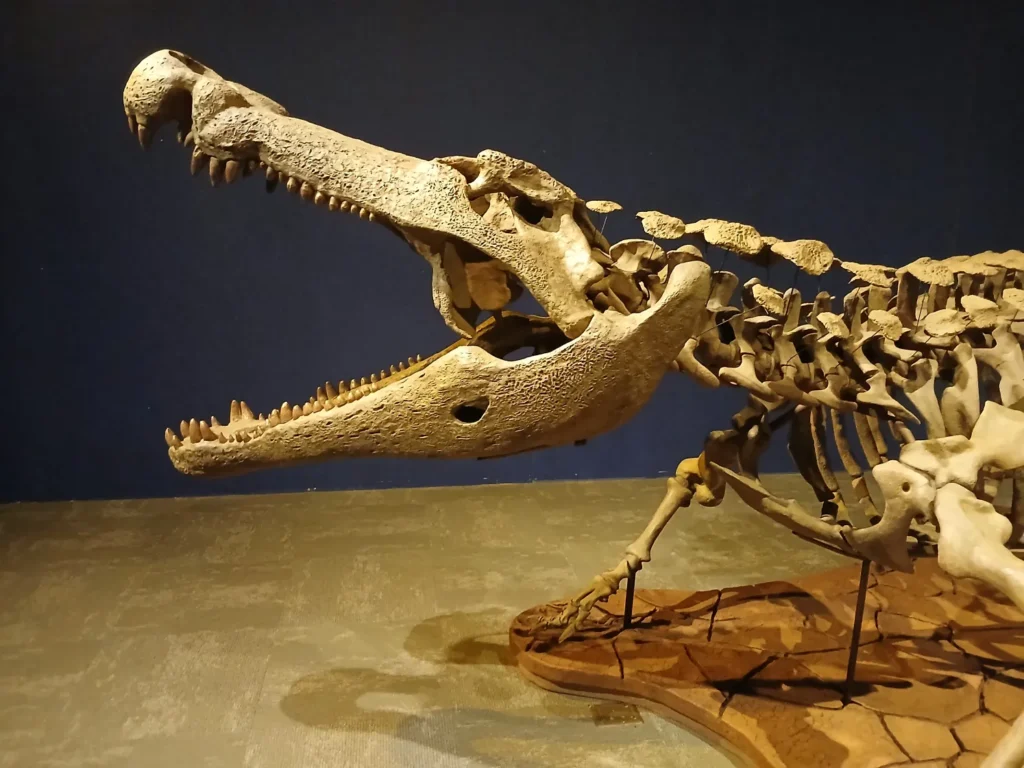 Dinosaur skeleton with a large, open jaw displayed in a museum. The detailed bones and fierce teeth are highlighted against a dark blue background.