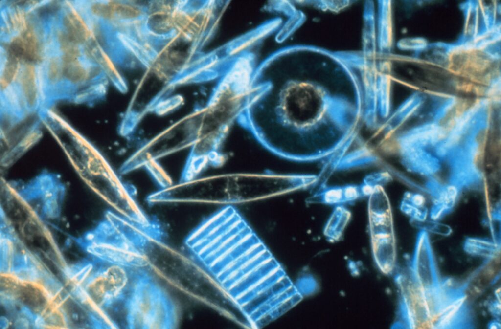 Microscopic view of various diatoms, with intricate geometric shapes in luminous blues and golds against a dark background. The image conveys a sense of complexity and beauty in nature.
