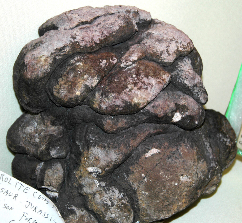 Close-up view of a large, irregularly shaped brown coprolite displayed against a light background, with a small handwritten label partially visible.