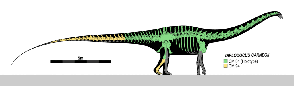Diplodocus carnegii Skeletal