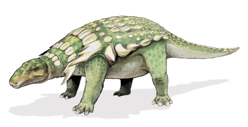 Discovery of Edmontonia