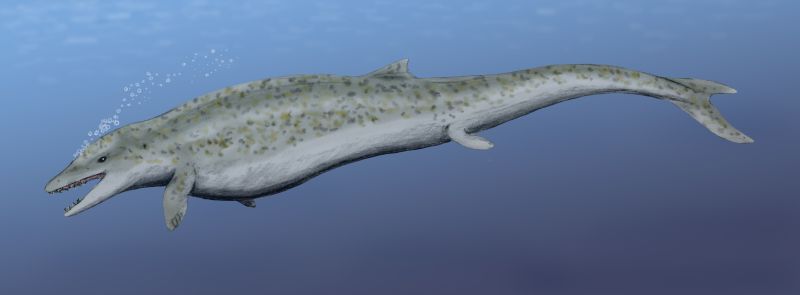 Dorudon atrox, an ancestral whale from the Late Eocene of Egypt, pencil drawing, digital coloring