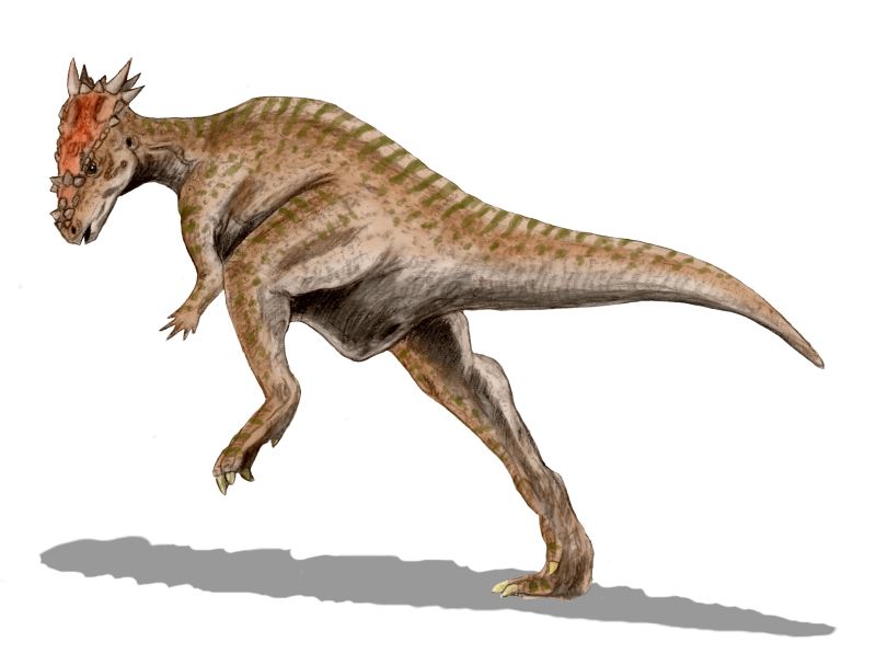 Dracorex hogwartsia, a pachycephalosaur from the Late Cretaceous of North America, pencil drawing