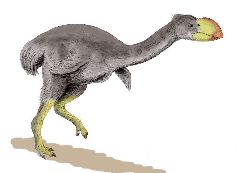 Dromornis stirtoni, a flightless bird from the Late Miocene of Australia, pencil drawing