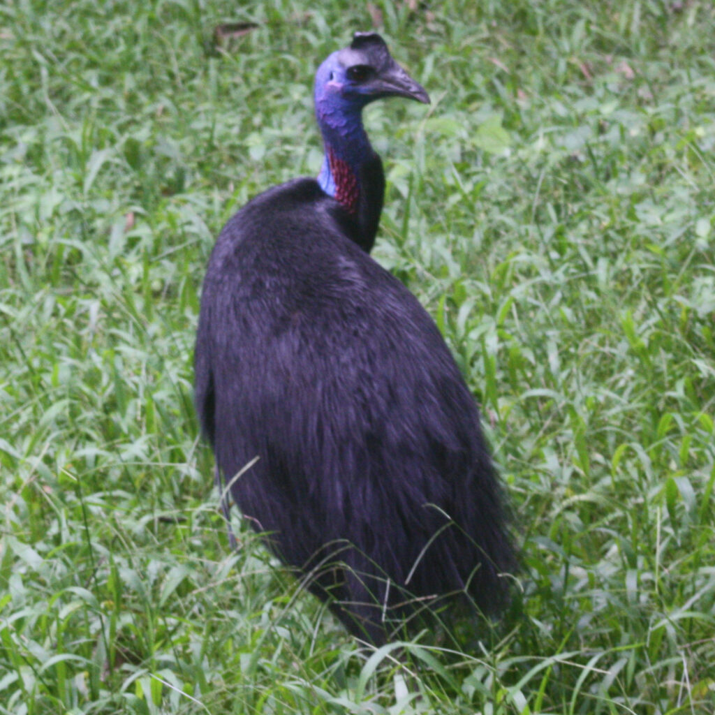 A Southern Cassowary stands in tall green grass, displaying its glossy black plumage and striking blue head with a casque on top, exuding a calm presence.