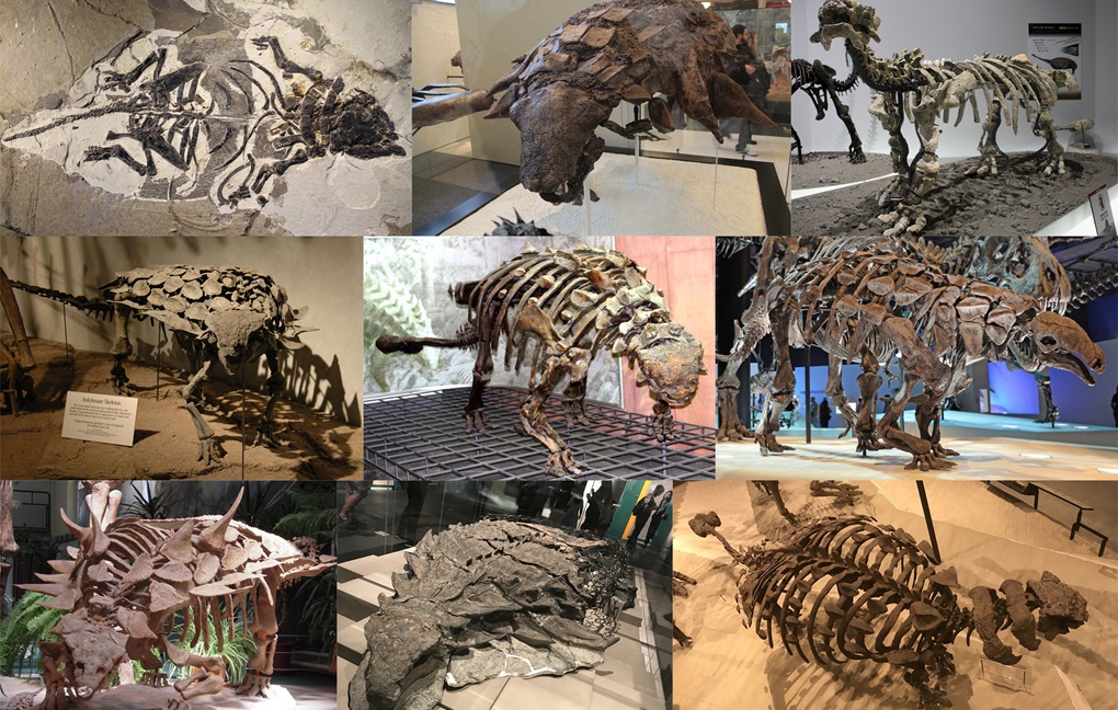 Edmontonia Dinosaur