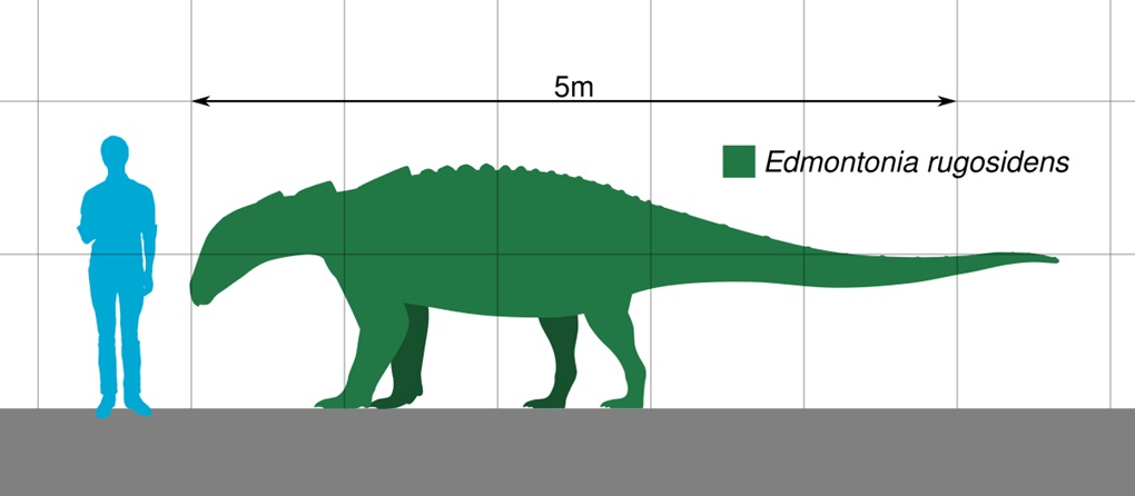 Edmontonia Growth and Development