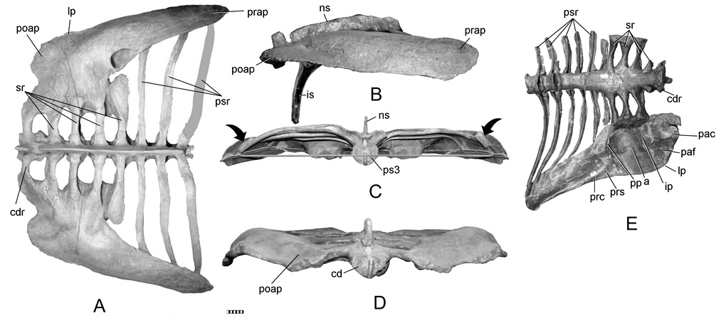 Edmontonia Scientific Significance and Major Discoveries