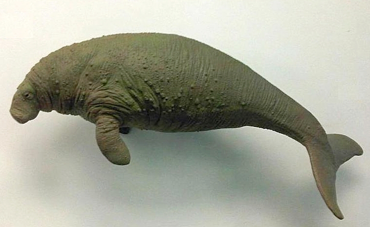A model of an extinct Steller's sea cow with a textured, rough skin, displayed on a plain background. Its posture appears lifelike and serene.