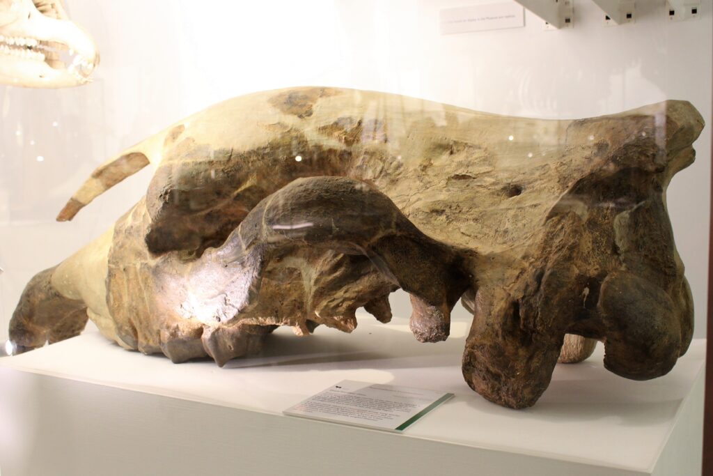 Dinosaur skeleton exhibit in a museum, viewed from below. The long neck and rib cage are prominent under a grid-patterned ceiling with spotlights.
