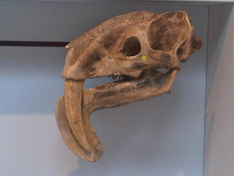 A saber-toothed cat skull displayed against a blue backdrop. The large, curved canine teeth are prominent, conveying a sense of ancient power.