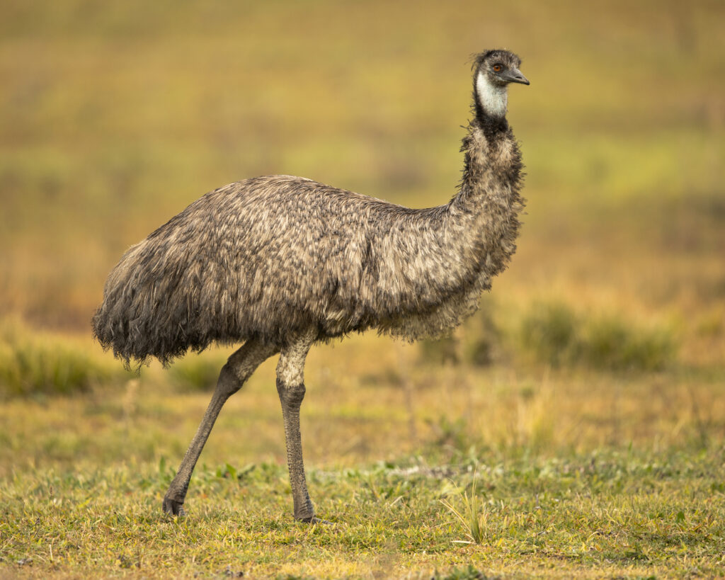 An emu stands alert in a grassy field, its textured brown plumage blending with the golden background. The scene is calm and natural.