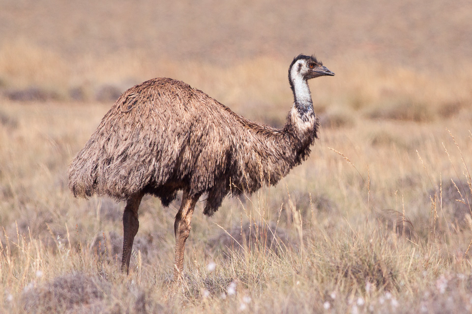 Emu (Dromaius novaehollandiae)
