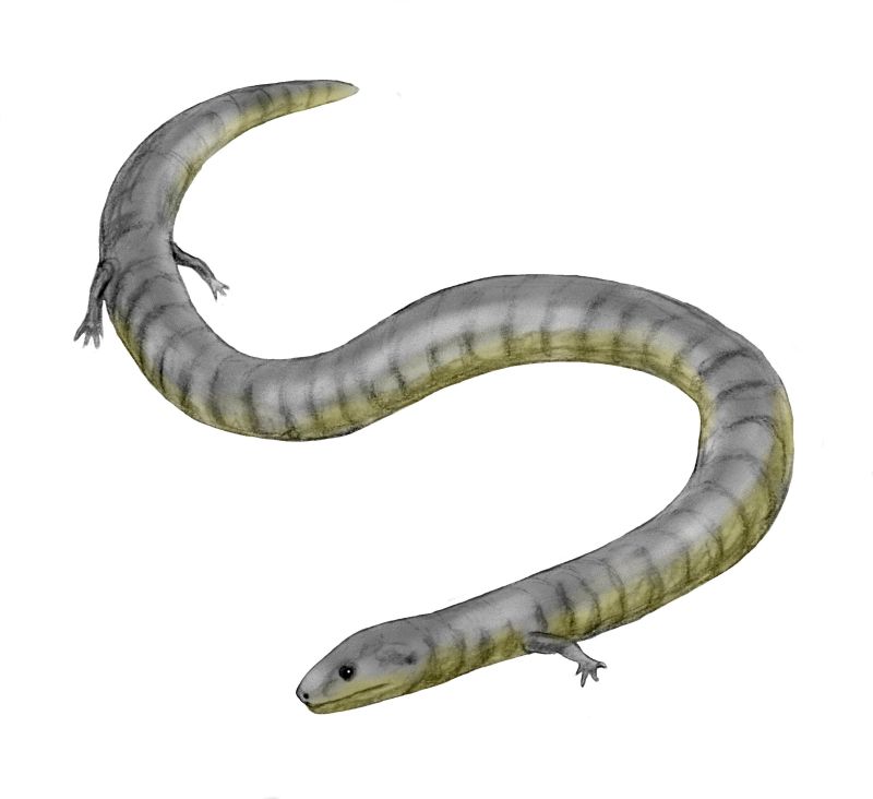Illustration of a long, slender fossil lizard with a snake-like body and small limbs, on a white background. Its smooth, striped scales suggest subtle movement.