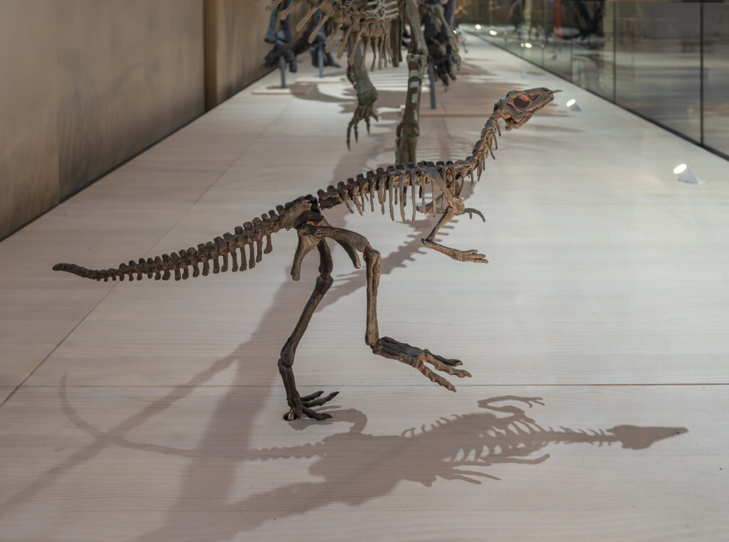 Dinosaur skeleton on display in a museum, casting a shadow on the floor. The pose suggests movement, creating a sense of dynamic energy.