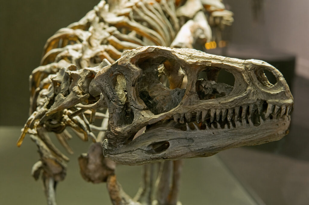 Close-up of a dinosaur skeleton head and upper body, showcasing detailed bone structure with a dramatic, shadowy museum background.