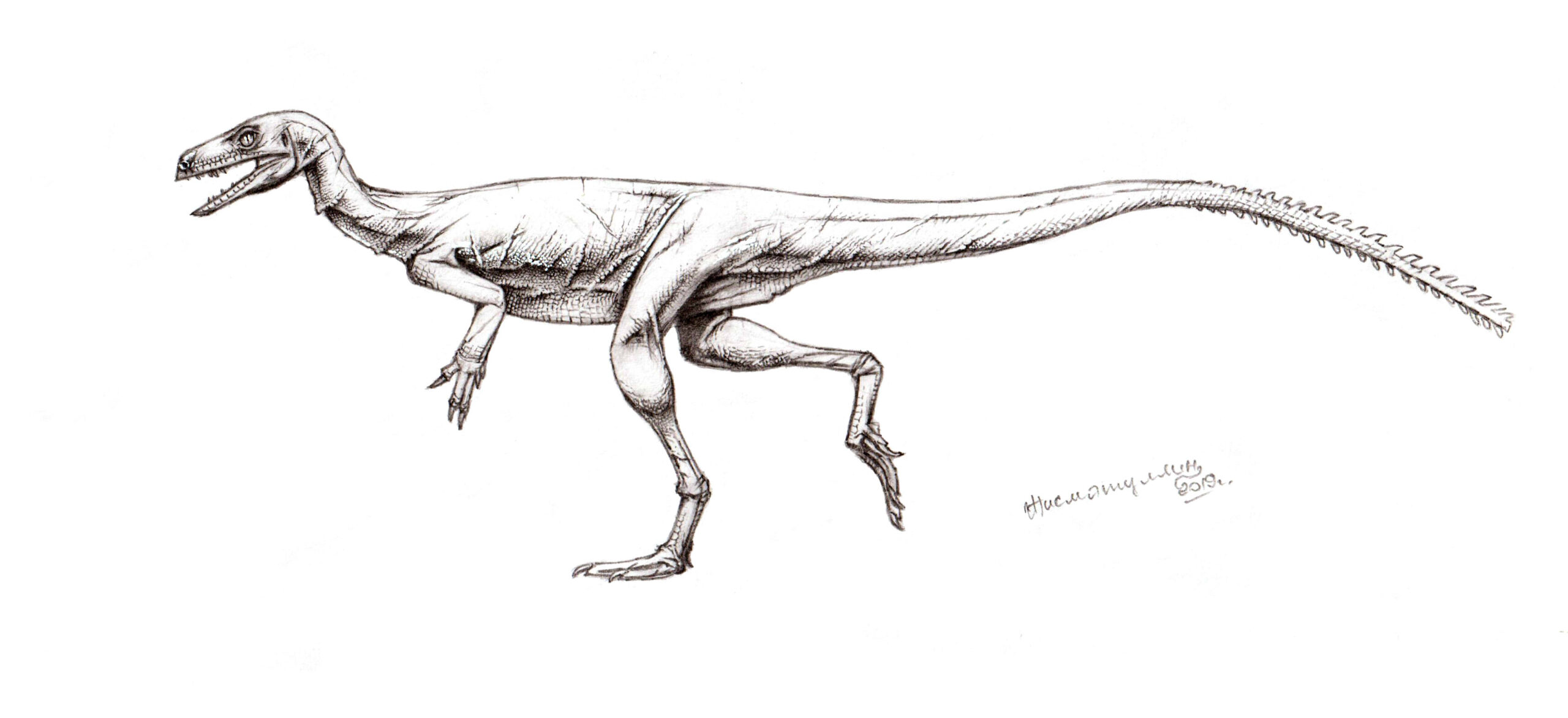 Detailed black and white sketch of a bipedal dinosaur with sharp claws and a long tail. The dinosaur appears alert, captured mid-stride.
