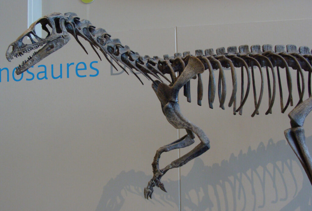 Dinosaur skeleton displayed on a wall with text "dinosaure." The fossil shows a long neck and tail, conveying a sense of ancient majesty.