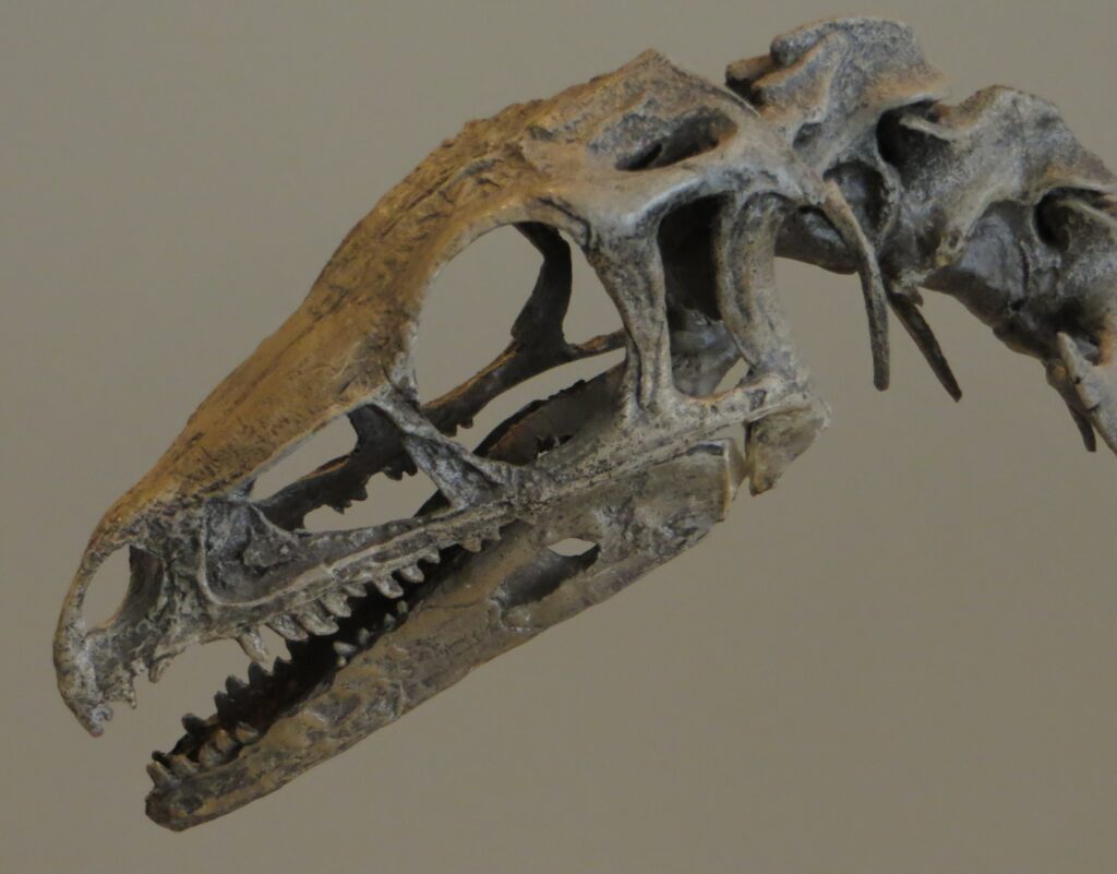 Fossilized dinosaur skull with sharp teeth and hollow eye sockets. The weathered gray bone highlights intricate jaw and cranial features against a beige background.