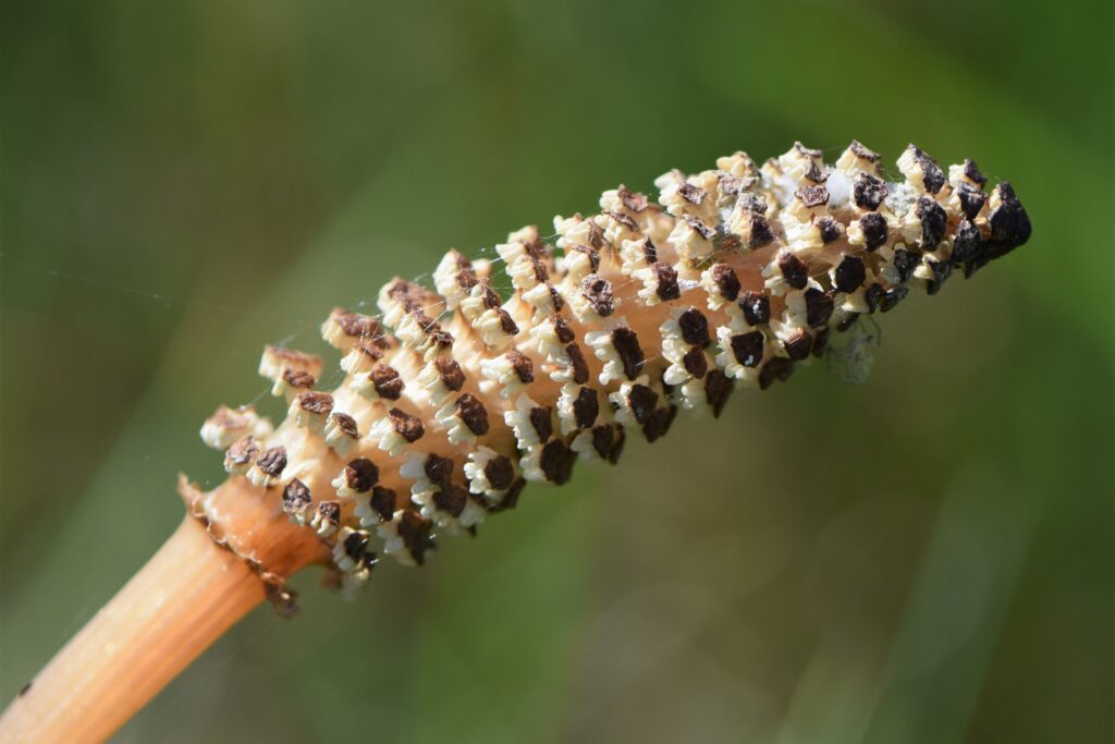 Close-up of a textured brown and cream horsetail stem against a blurred green background. The intricate surface evokes a natural, earthy tone.