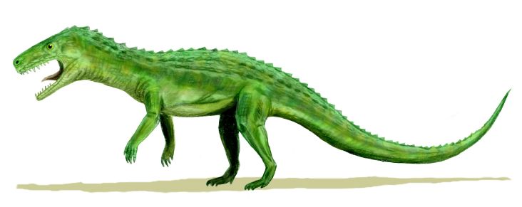 Euparkeria capensis, from the Early Triassic of South Africa, pencil drawing based on Caroll, 1988