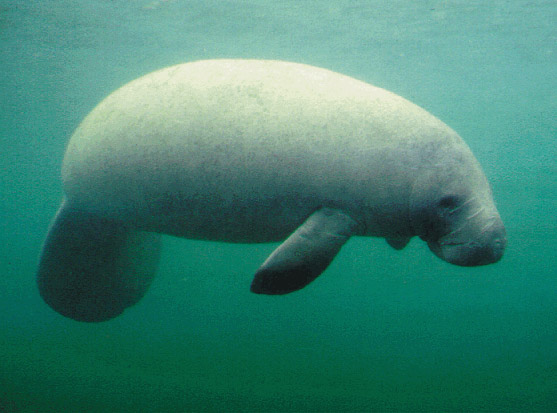 A West Indian Manatee, a member of Order Sirenia in Florida waters.