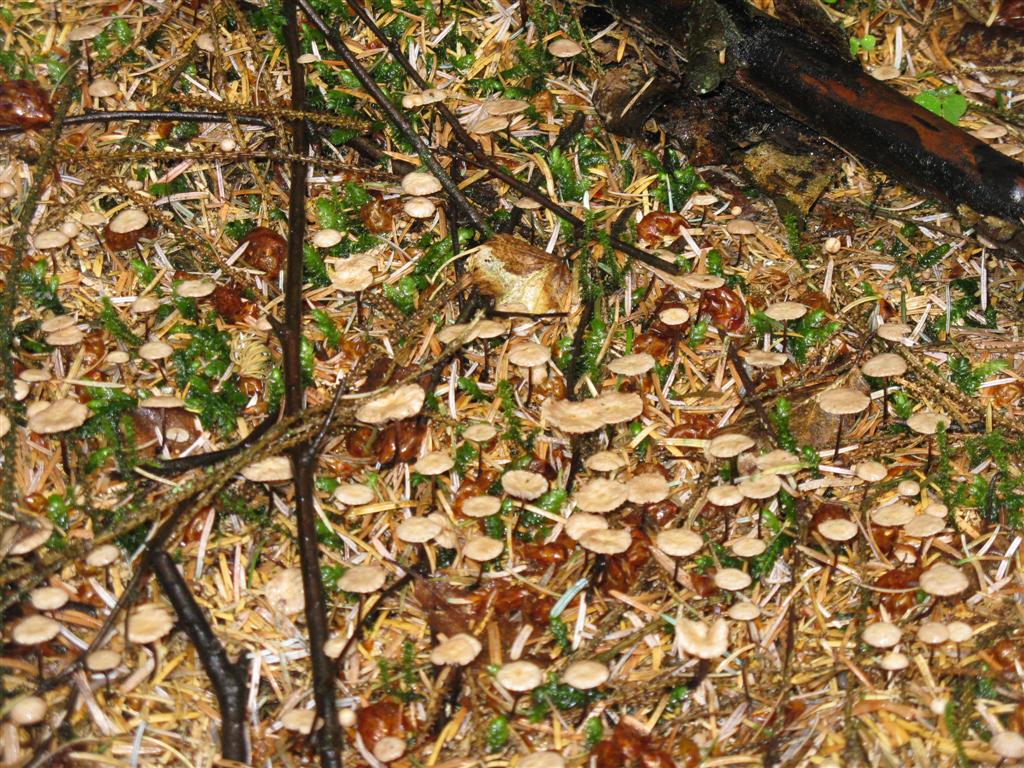 Numerous small mushrooms with beige caps cover a forest floor, mixed with green moss and brown pine needles, creating a lush, earthy scene.
