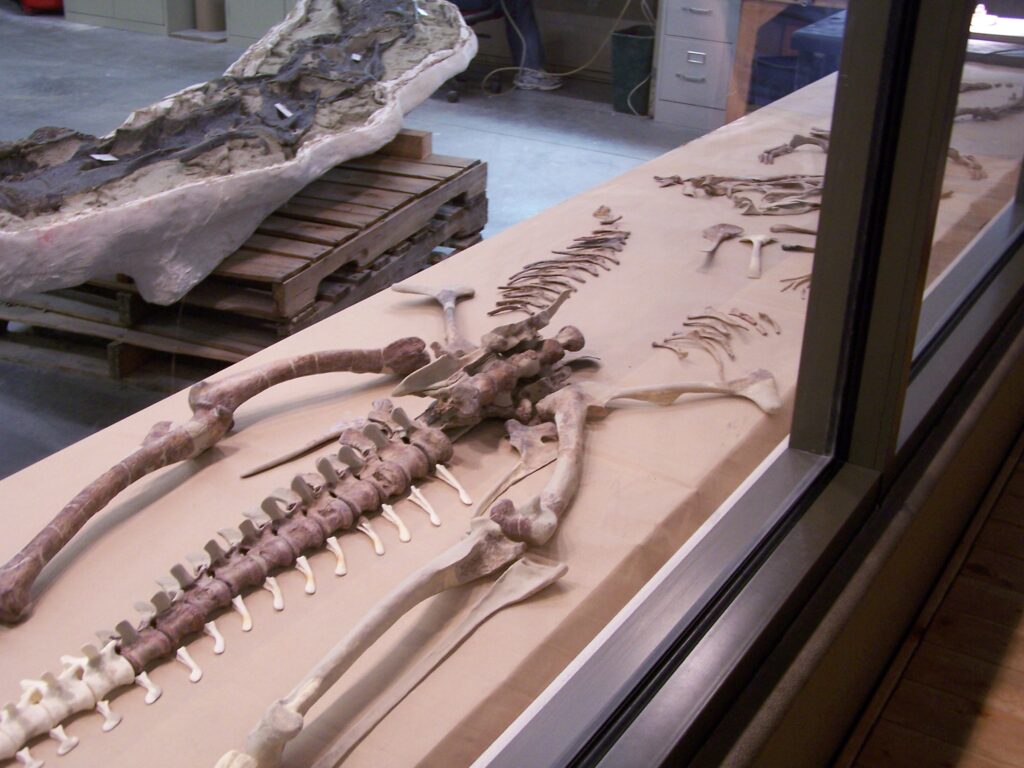 An assembled prehistoric skeleton displayed on a table, surrounded by a lab setting with a wooden pallet and drawers, conveying a scientific atmosphere.