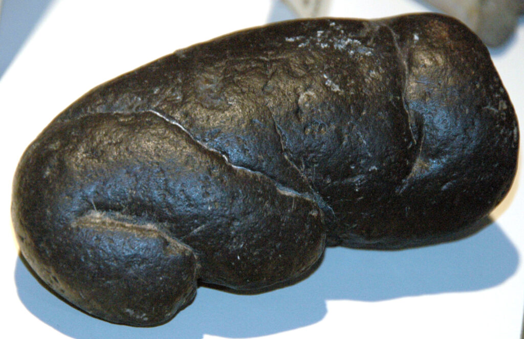 A smooth, dark, oblong stone with a glossy surface resembling the shape of a brain. It rests against a light background, highlighting its texture.