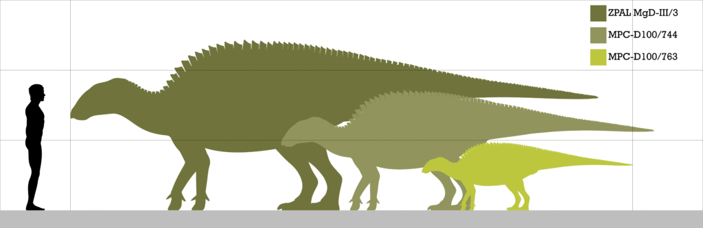 Silhouette of a person compared to three differently-sized dinosaur profiles in green tones. The largest dinosaur looms over the human figure, showcasing size contrast.