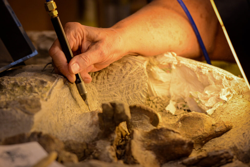 A hand delicately uses a tool to uncover details of a fossil embedded in rock, illuminated warmly. The scene conveys patience and precision in paleontology.
