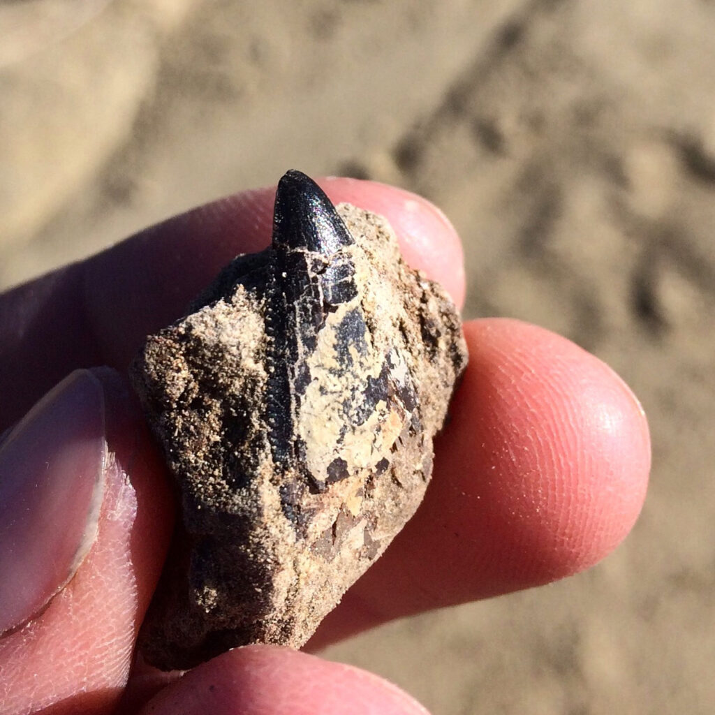 A close-up of a hand holding a small, dark fossil embedded in beige rock, set against a sandy background. The tone is curious and explorative.