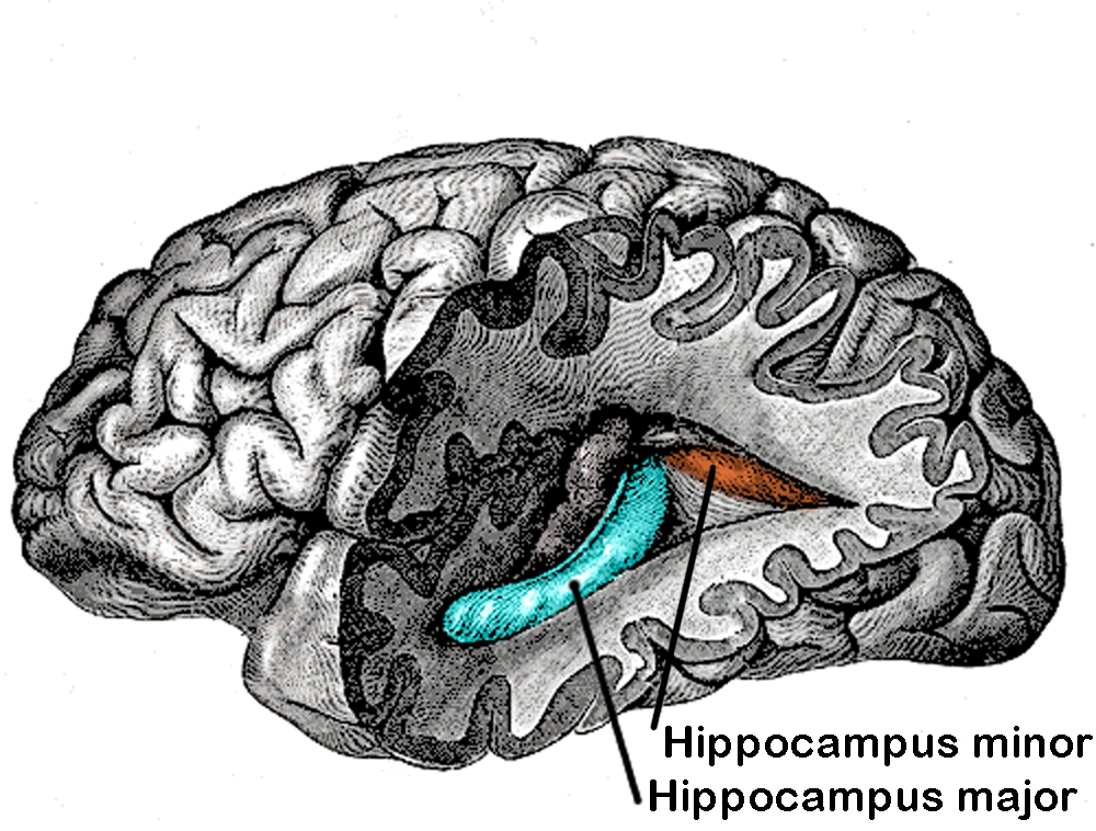 Posterior and inferior cornua of left lateral ventricle exposed from the side