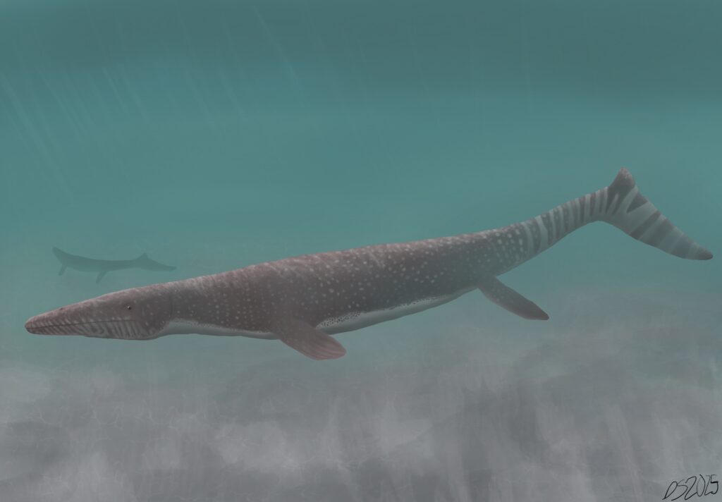 Illustration of a prehistoric marine reptile swimming in clear blue water. It has a long, spotted body and tail, with a second in the distance. Calm tone.