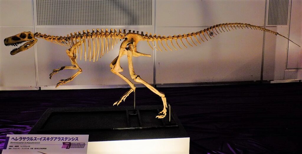 Dinosaur skeleton exhibit of a slender, long-tailed predator posed dynamically, with jaws open, displayed in a museum under soft lighting.