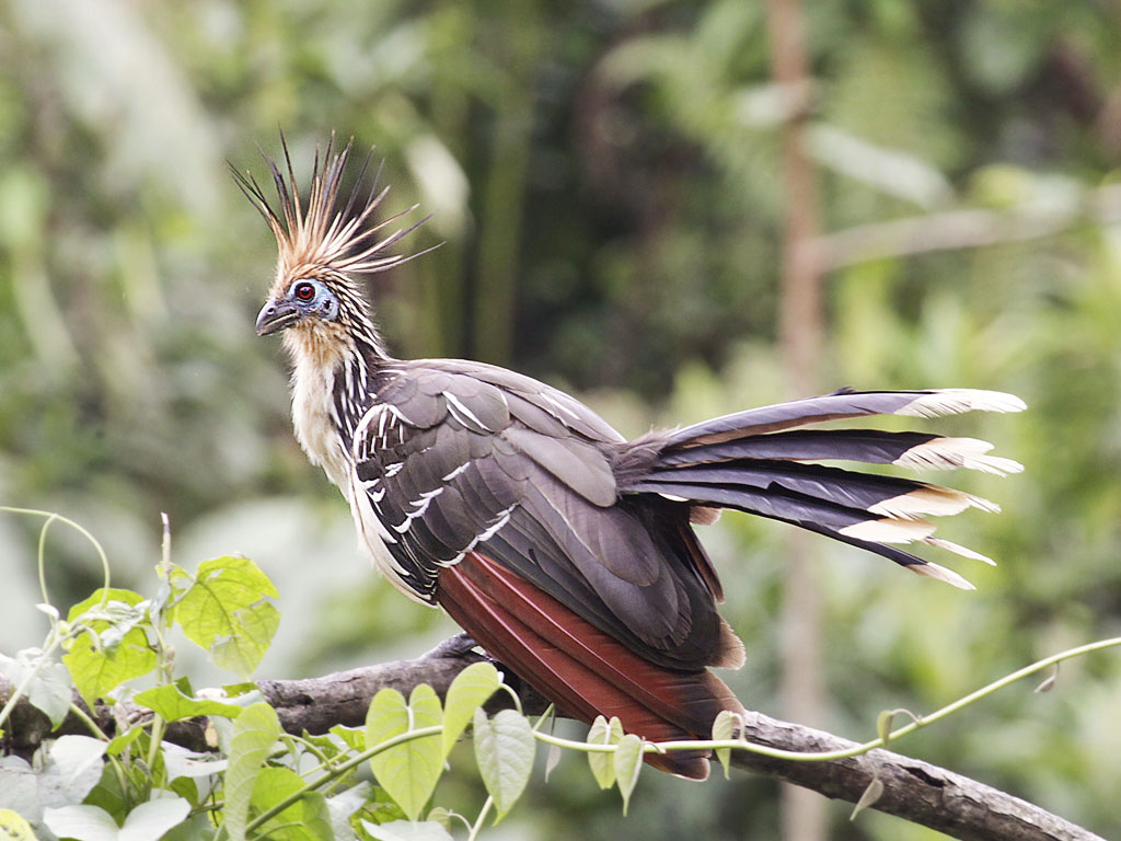 A hoatzin bird with a distinctive spiky crest and vibrant brown, red, and cream plumage perches on a branch amid lush green foliage.