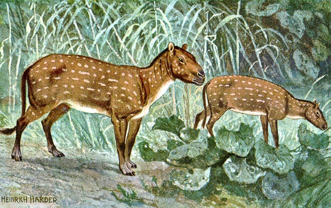 Hyracotherium Eohippus